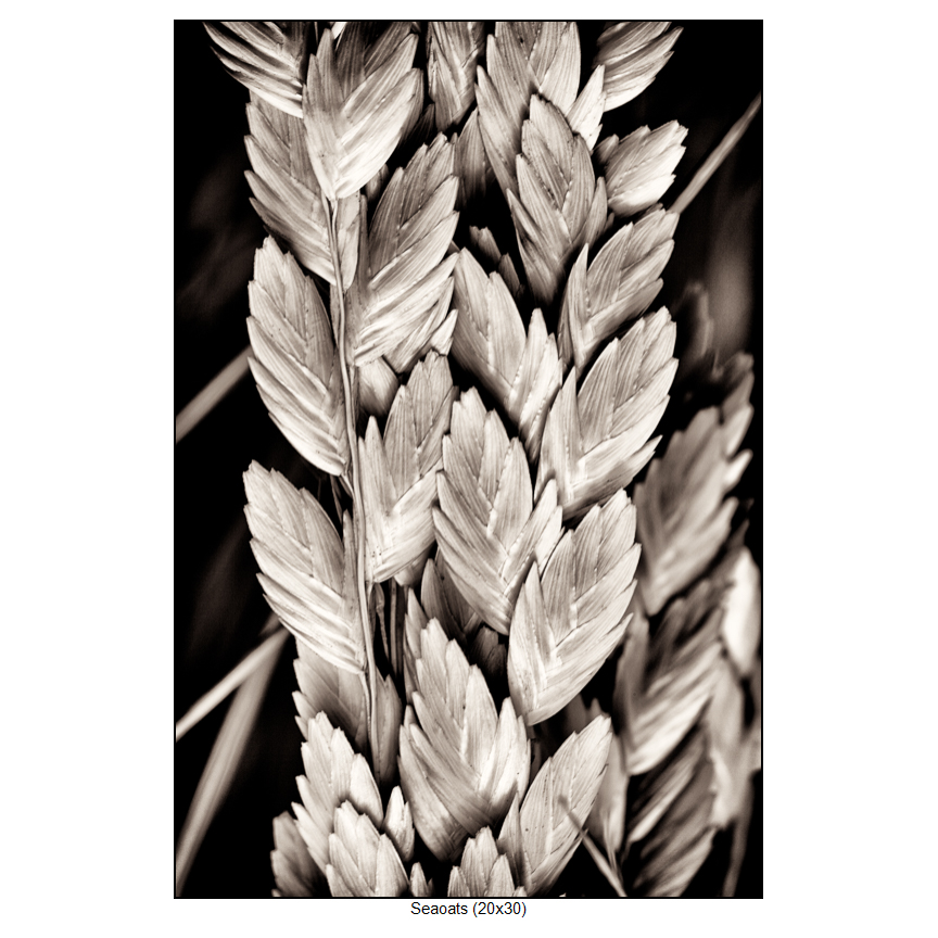 Fine Art Photography by Sam Dobrow